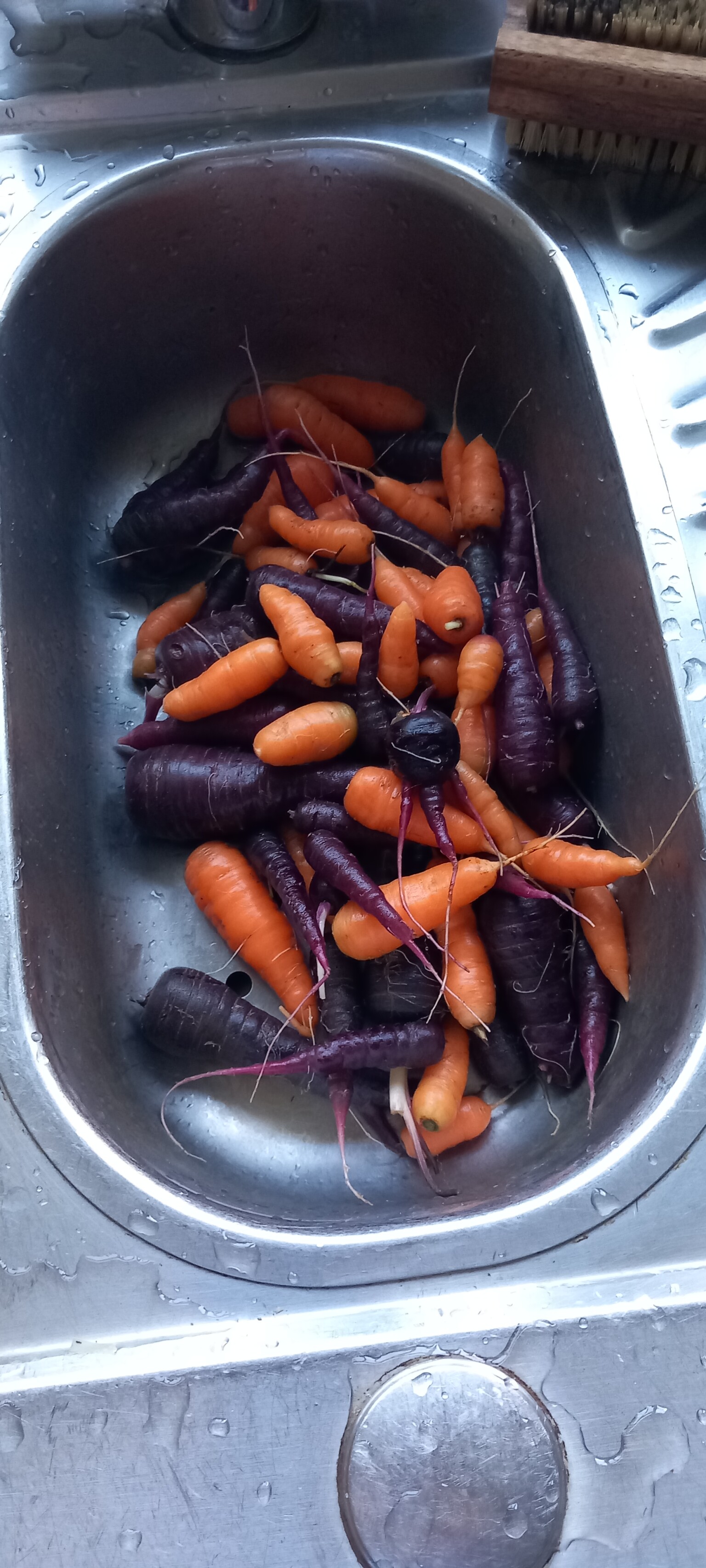 Garden gang harvest