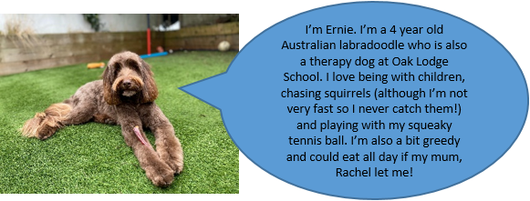 The children love to play fetch and walk Ernie in the playground.  He is a lovely calming influence on our students.