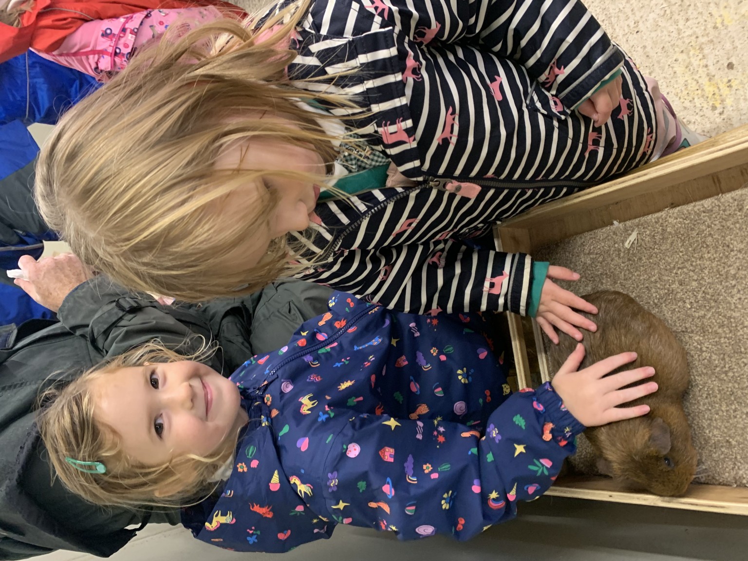 Stroking the guinea pig