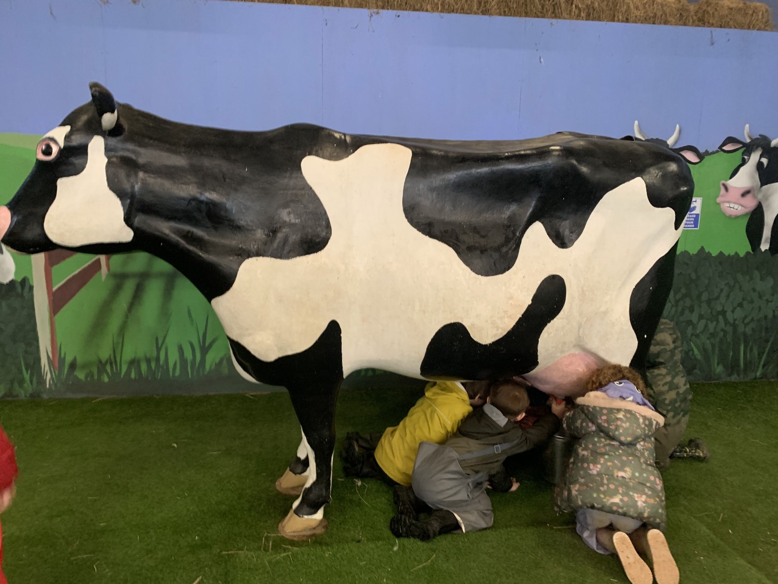 Milking the cow!