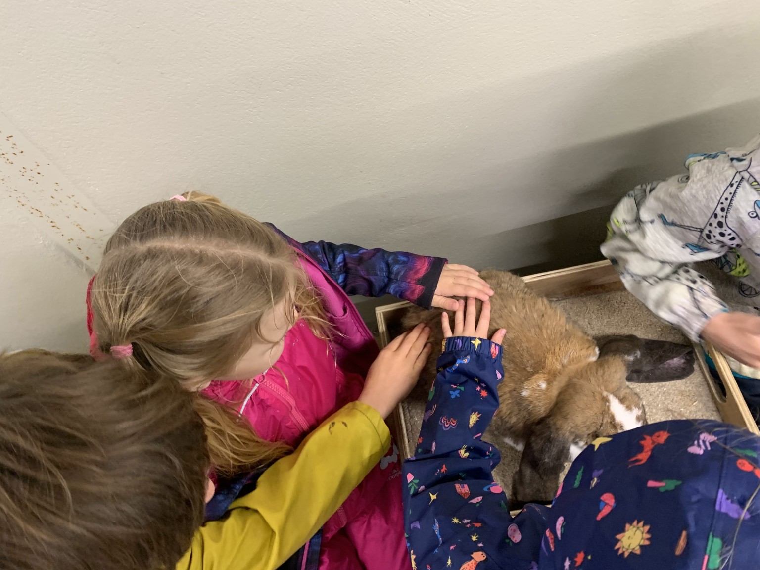 Stroking the guinea pig