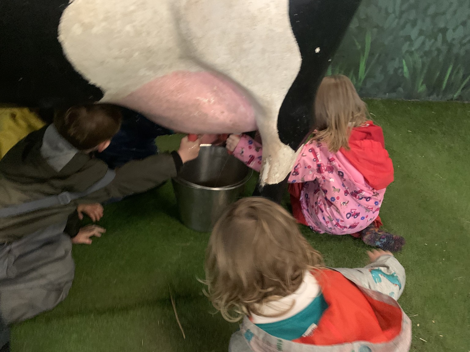 Milking the cow!