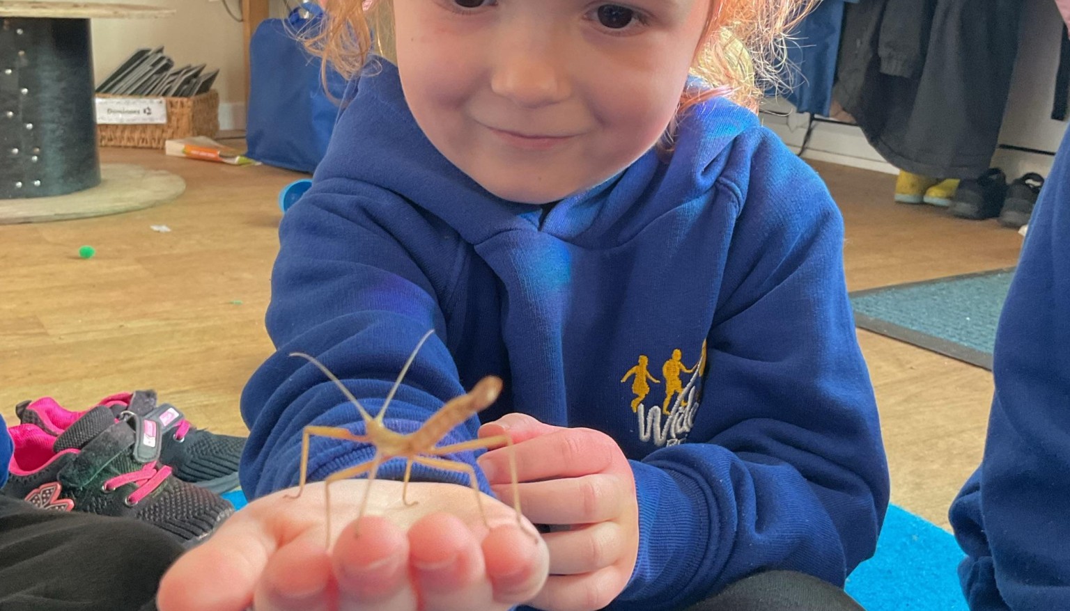 Stick insects 