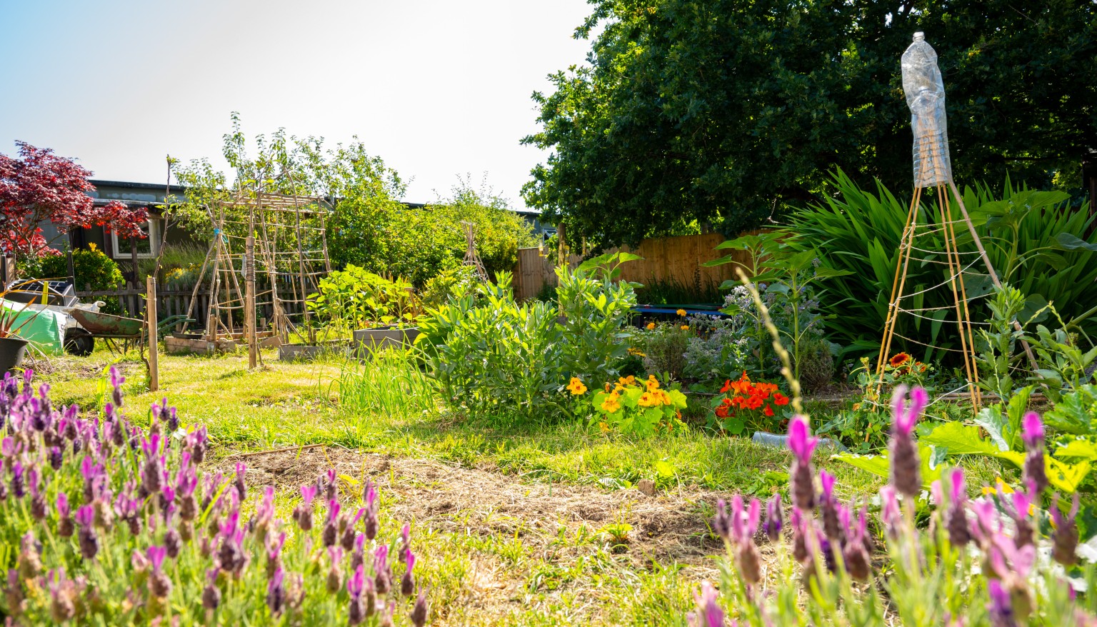 Our garden
