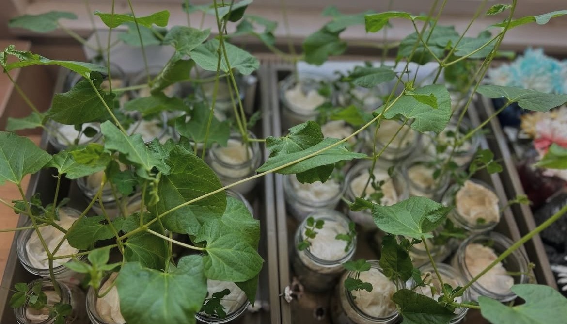 Growing plants in Year R