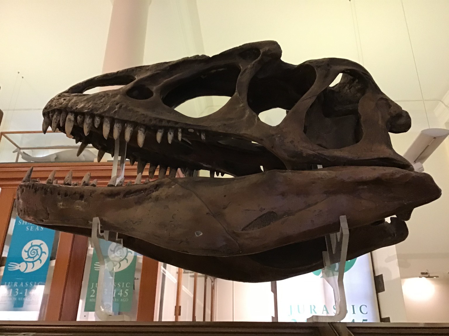 Sedgwick Museum Trip