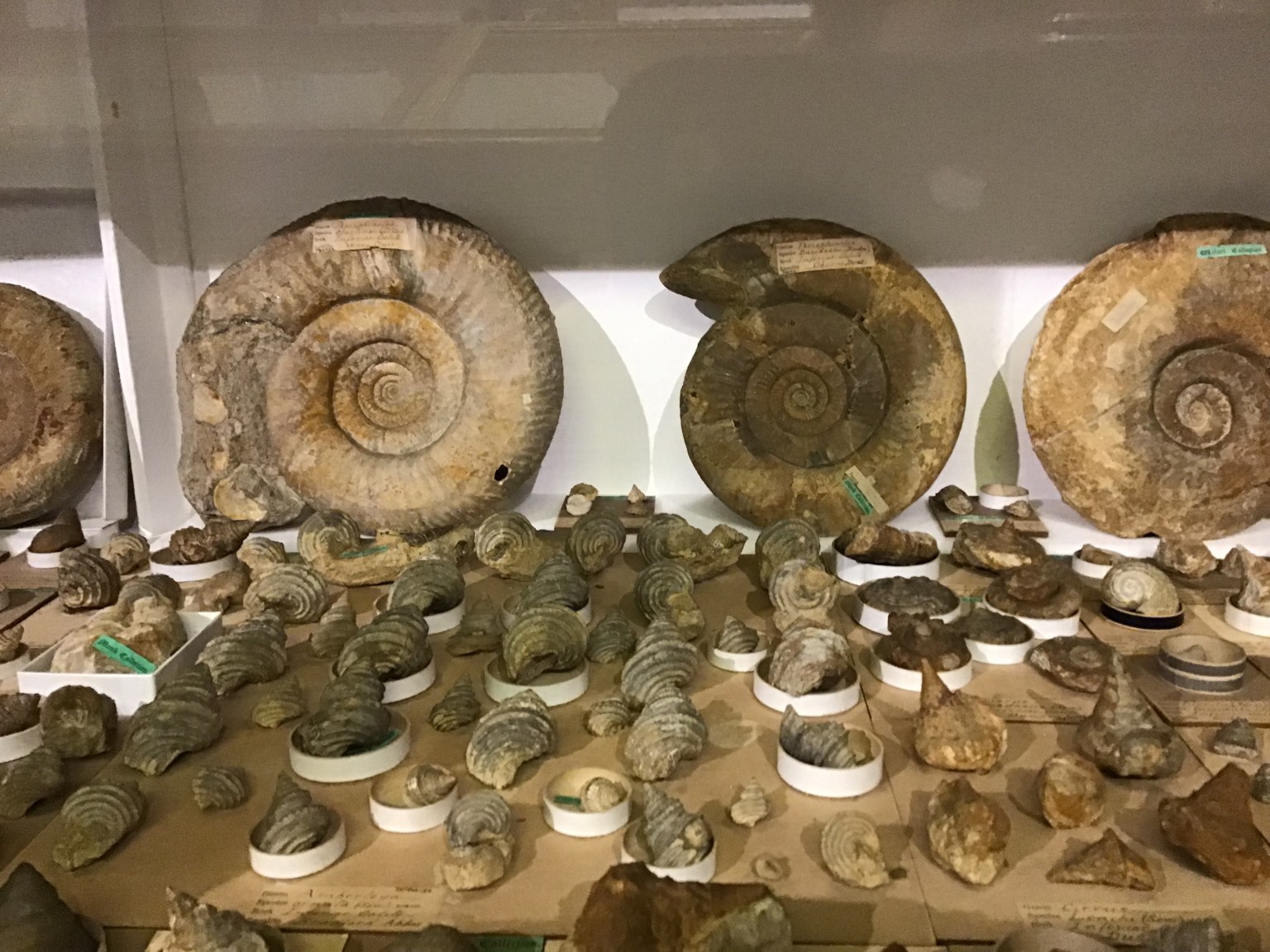 Sedgwick Museum Trip