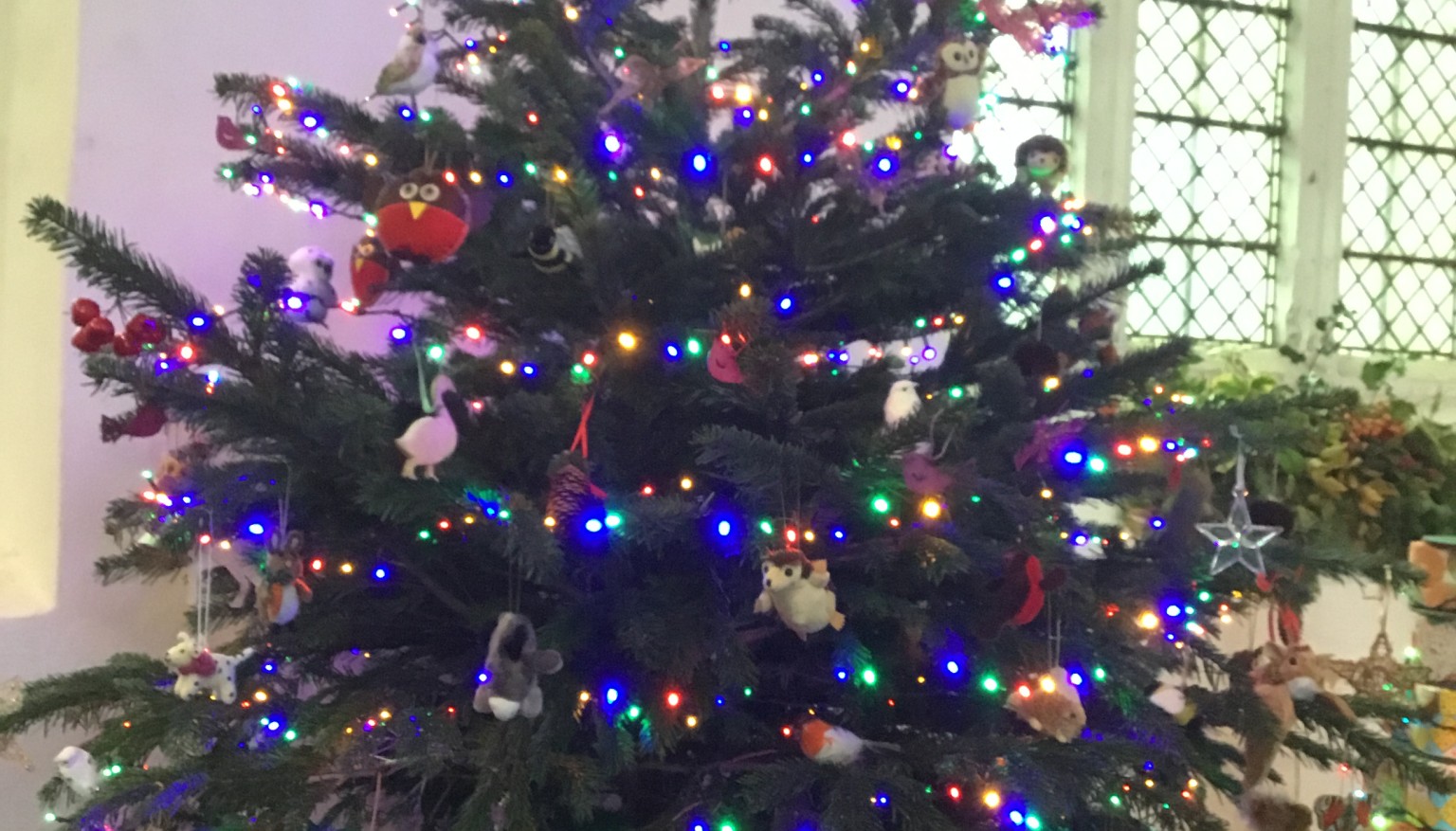 Christmas Tree Festival