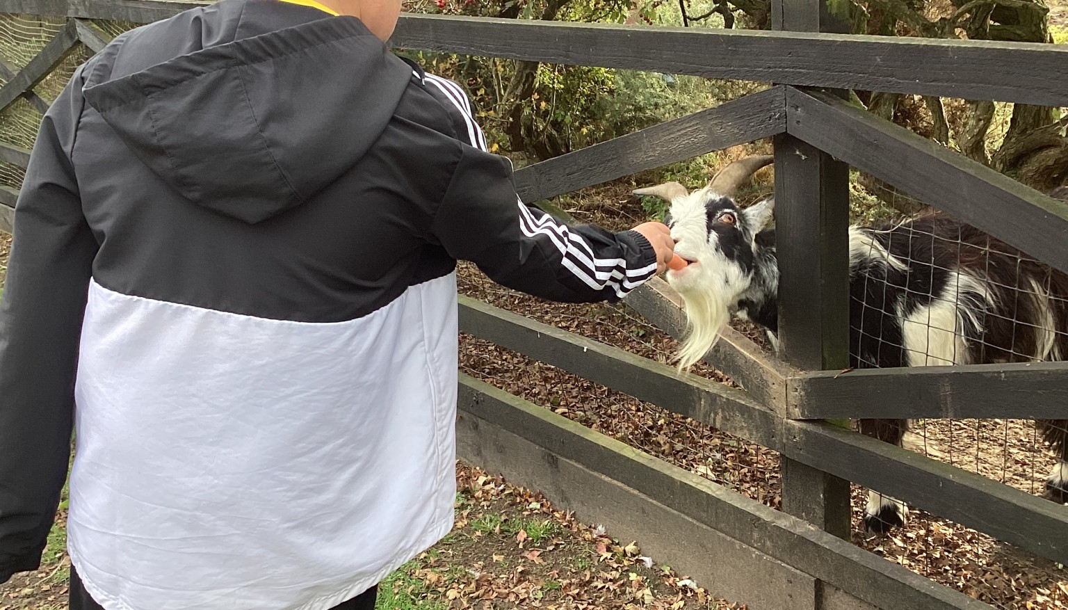 Donating food to feed the animals at the Hilltop Farm Sanctuary.