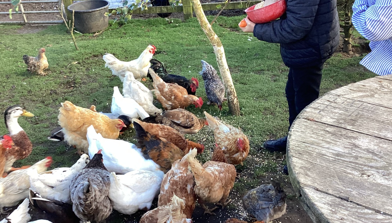 Donating food to feed the animals at the Hilltop Farm Sanctuary.
