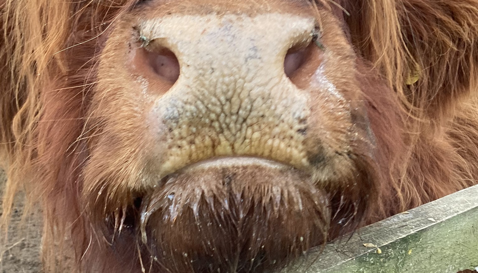 Donating food to feed the animals at the Hilltop Farm Sanctuary.