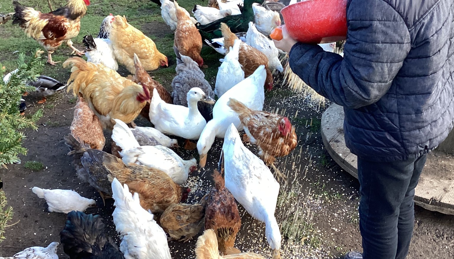 Donating food to feed the animals at the Hilltop Farm Sanctuary.