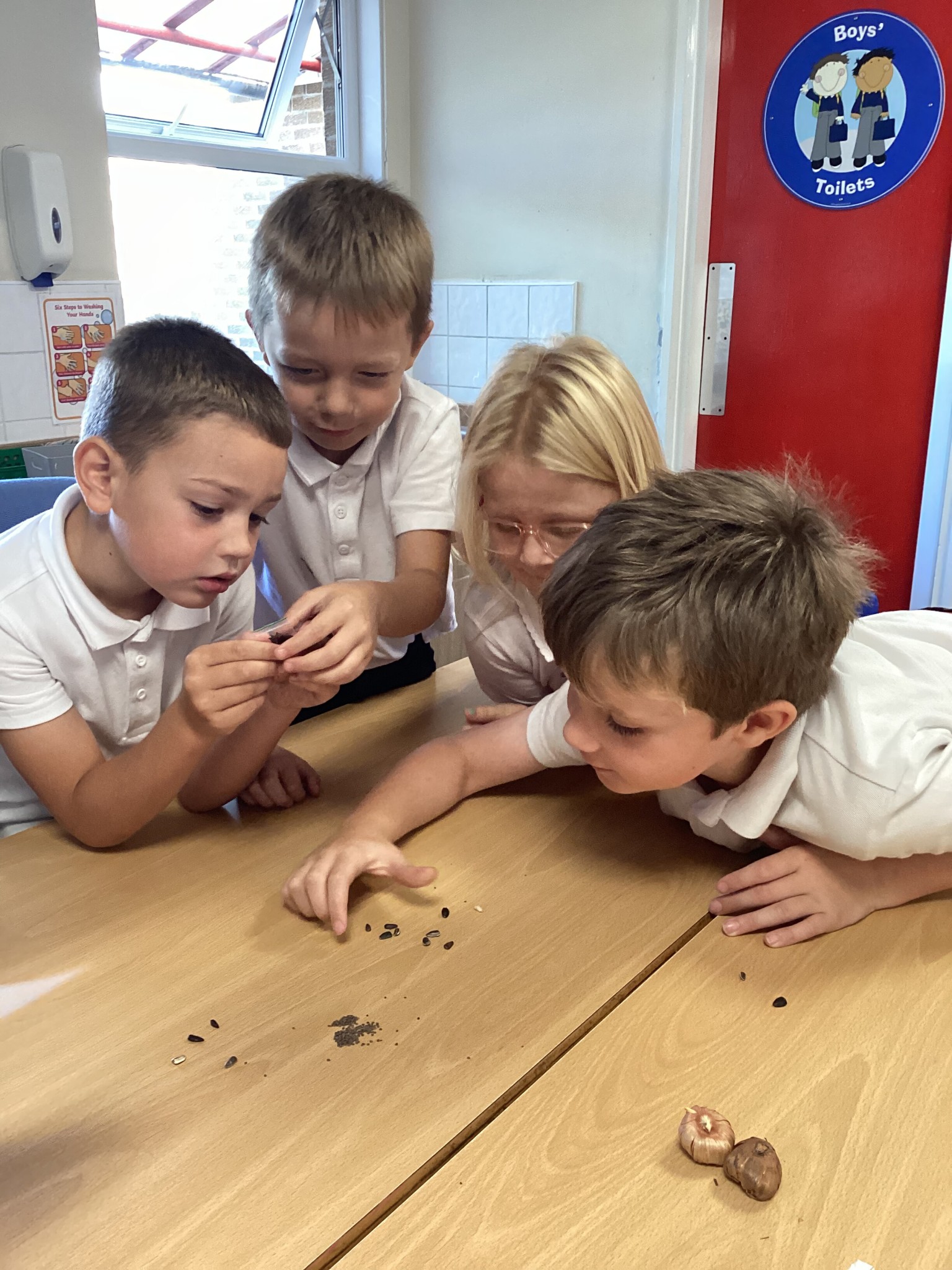 Investigating seeds in science