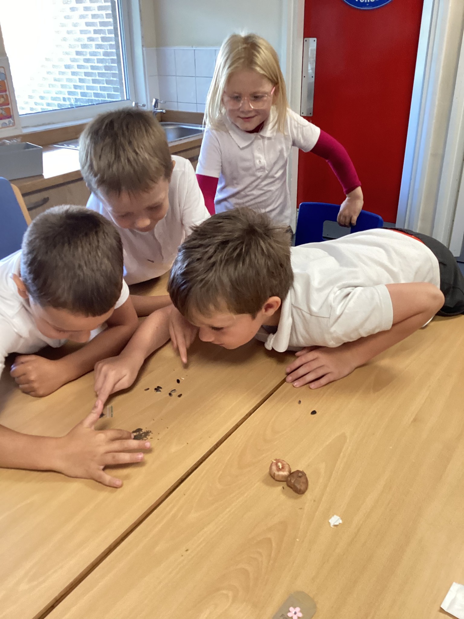 Investigating seeds in science