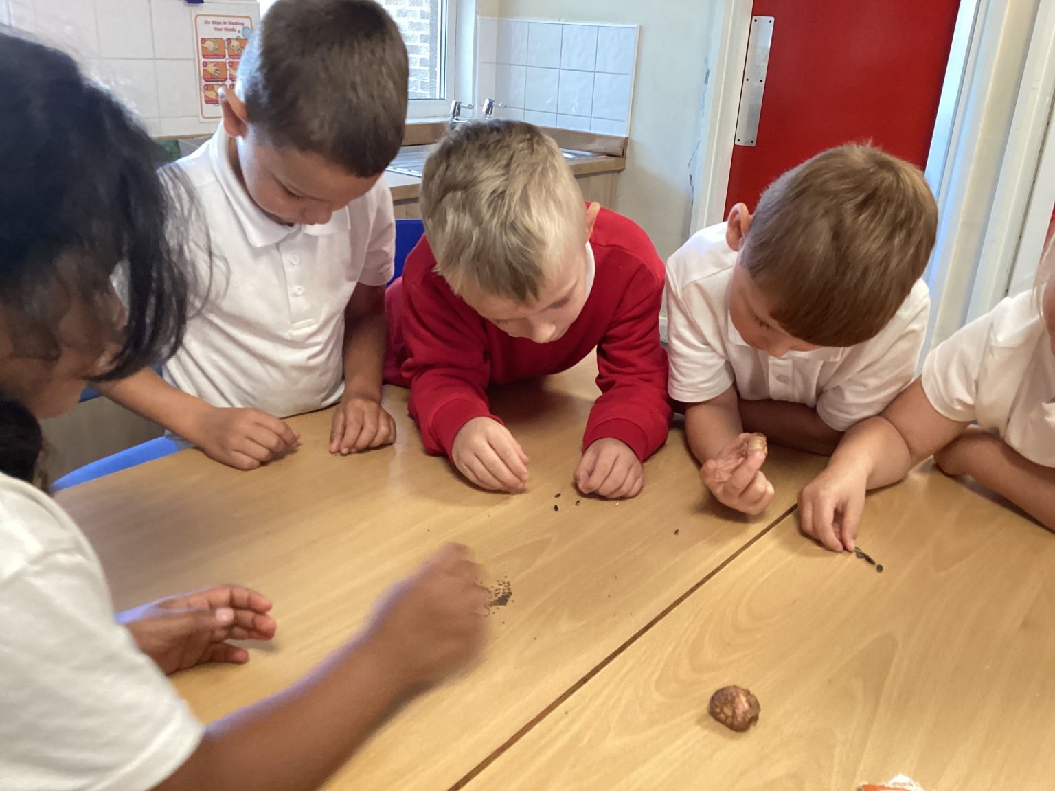 Investigating seeds in science