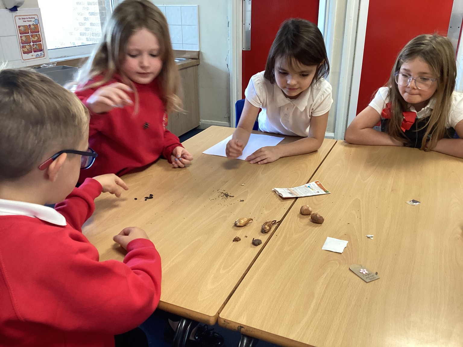 Investigating seeds in science