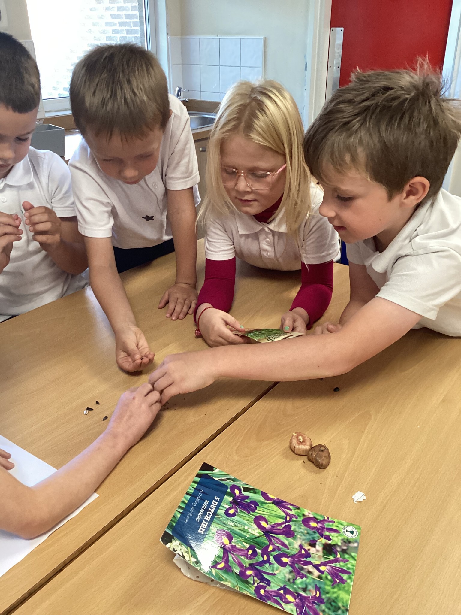 Investigating seeds in science