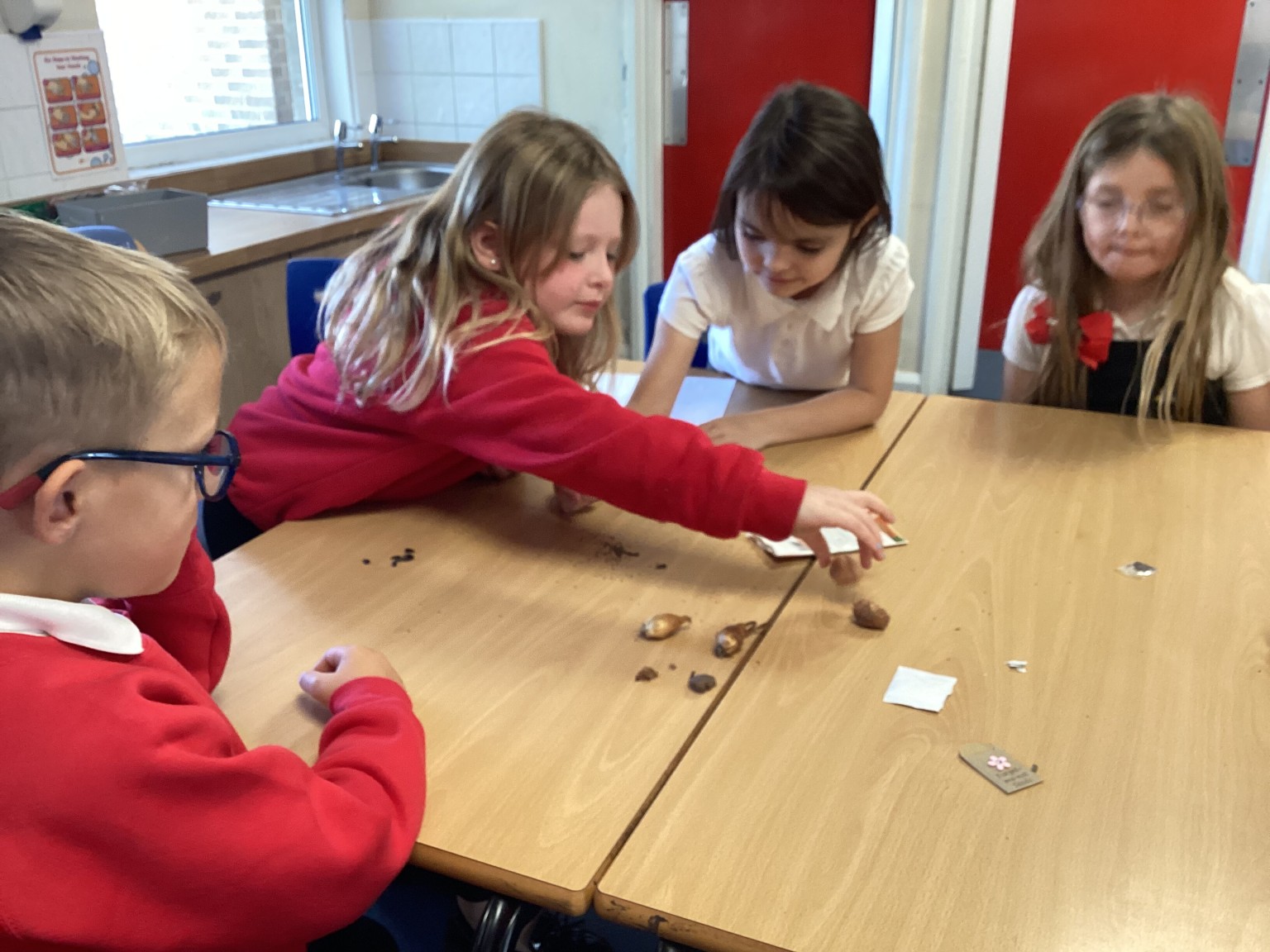 Investigating seeds in science