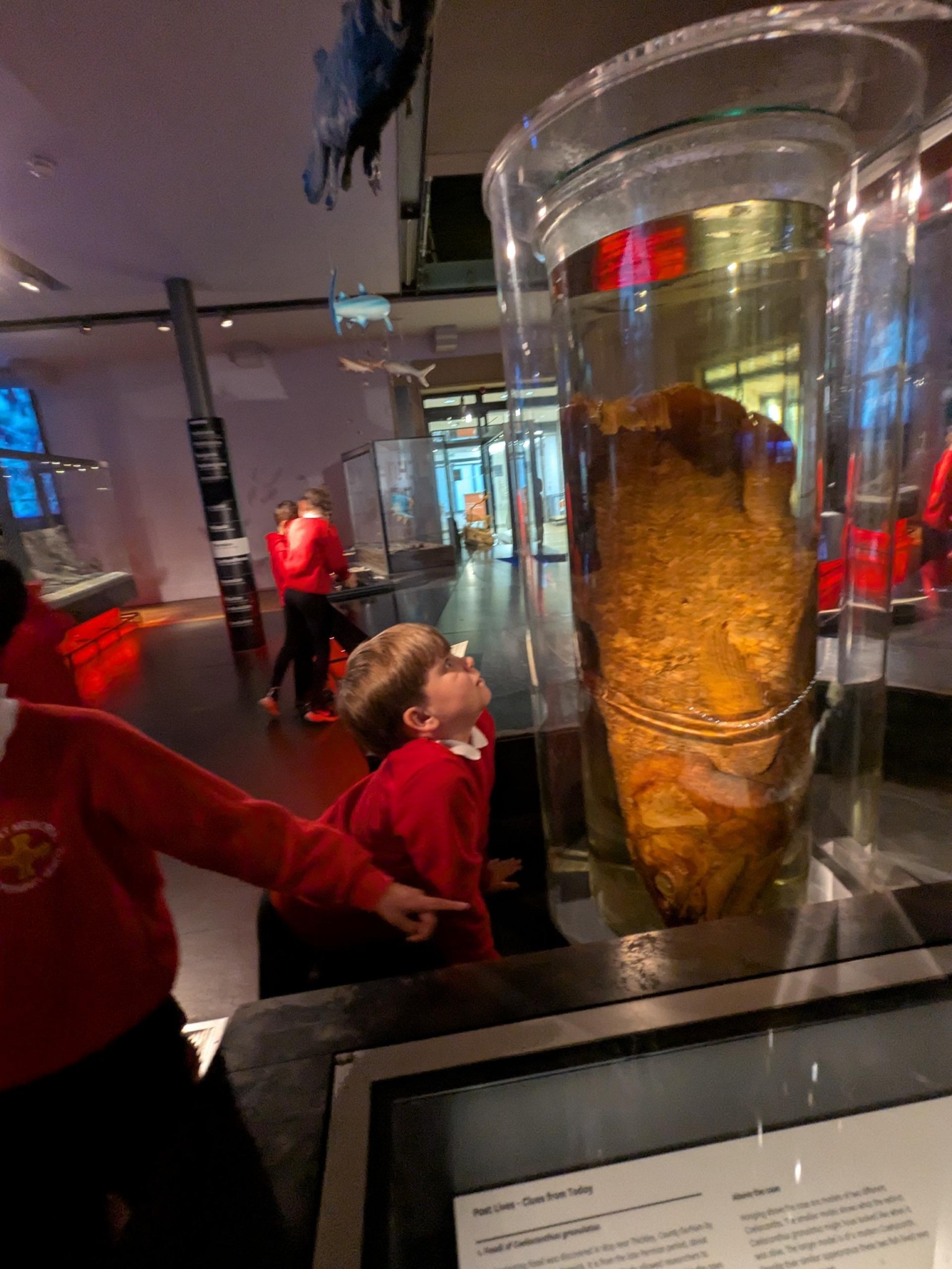 Time Odyssey: Great North Museum