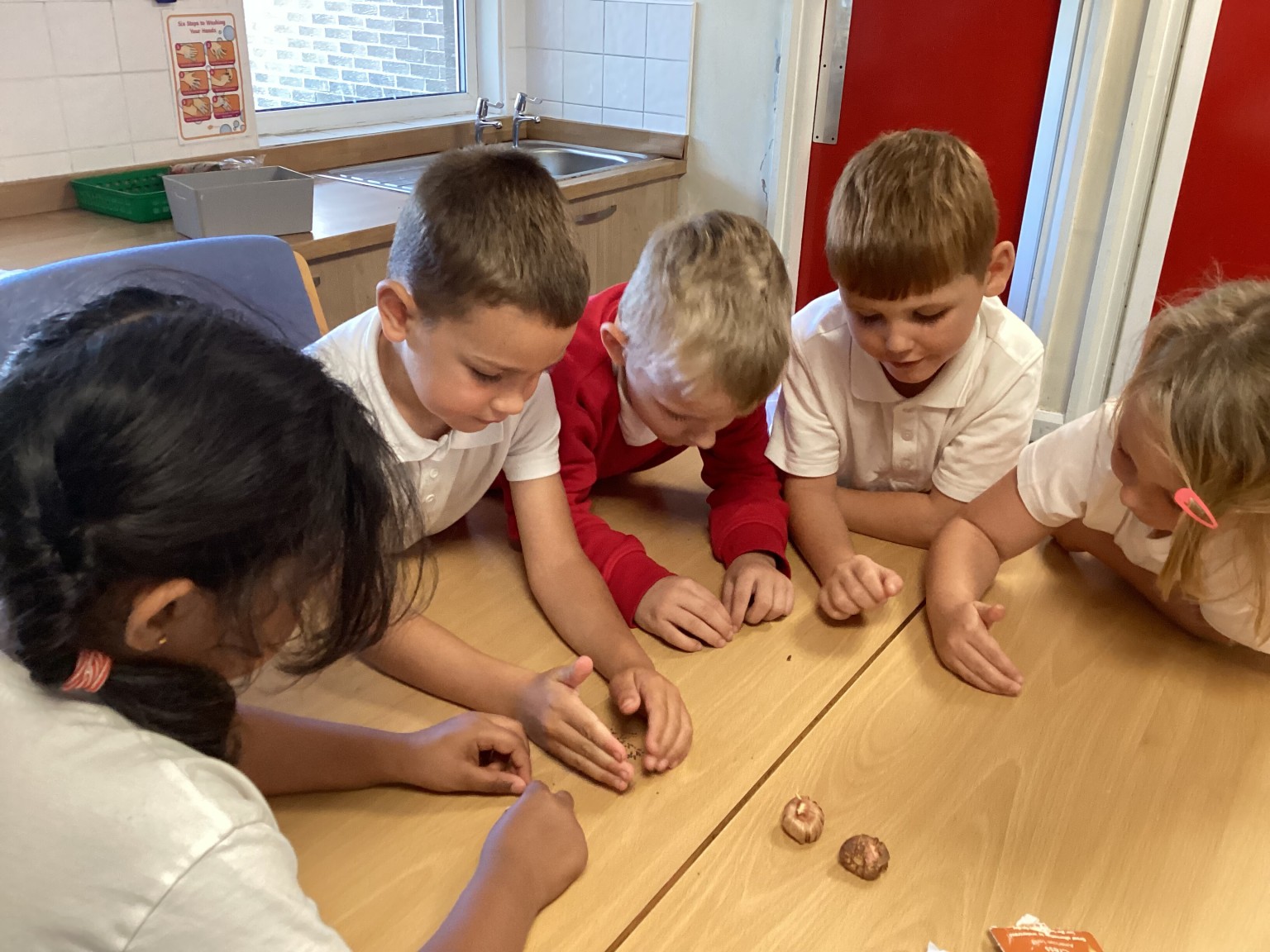 Investigating seeds in science